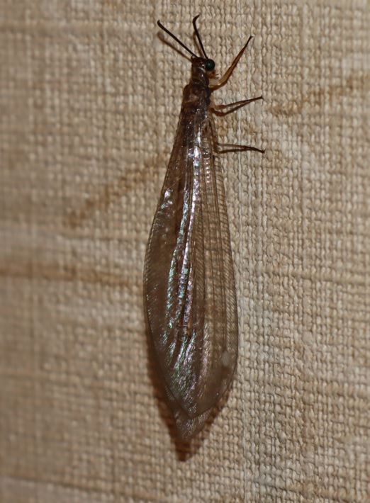 自宅に入ってきた ウスバカゲロウ_2022年7月5日午前6時頃